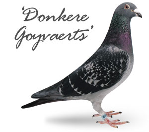 Donkere Goyvaerts