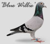 Blue Willie